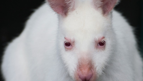 В сочинском зоопарке впервые родился белый кенгуренок